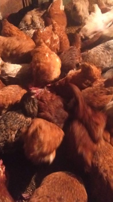 Куицы несушки