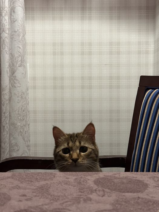 Отдам кошку в добрые руки