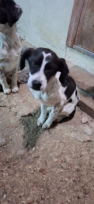 Подарявам кученца