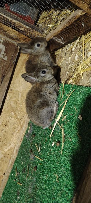 Vand iepuri Rex  Castor pitic/ albastru vienez