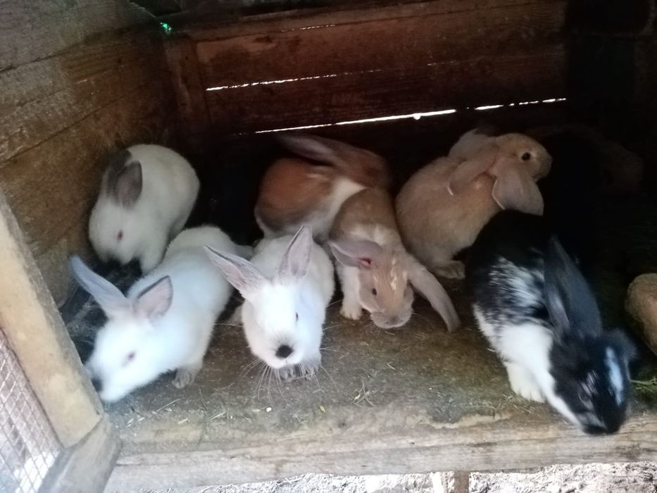 Iepuri de vânzare