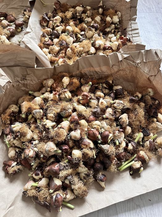 Продам луковицы микс сортов тюльпанов