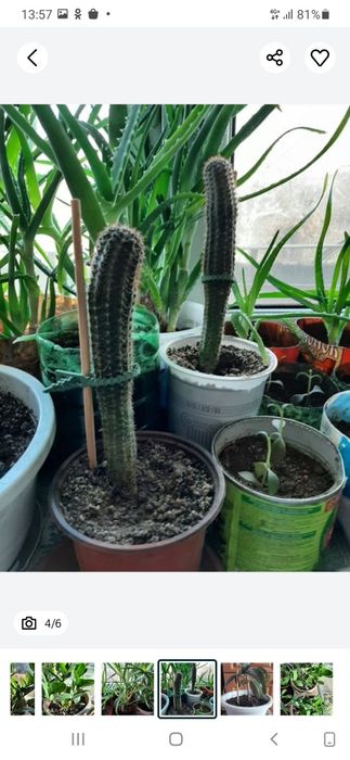 Доллоровое дерево, алоэ, кактус