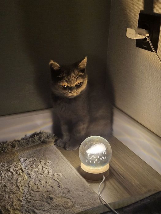 Отдам в добрые руки своего котенка