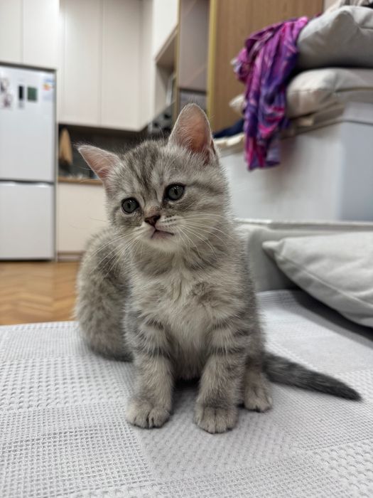 Шотландский котенок
