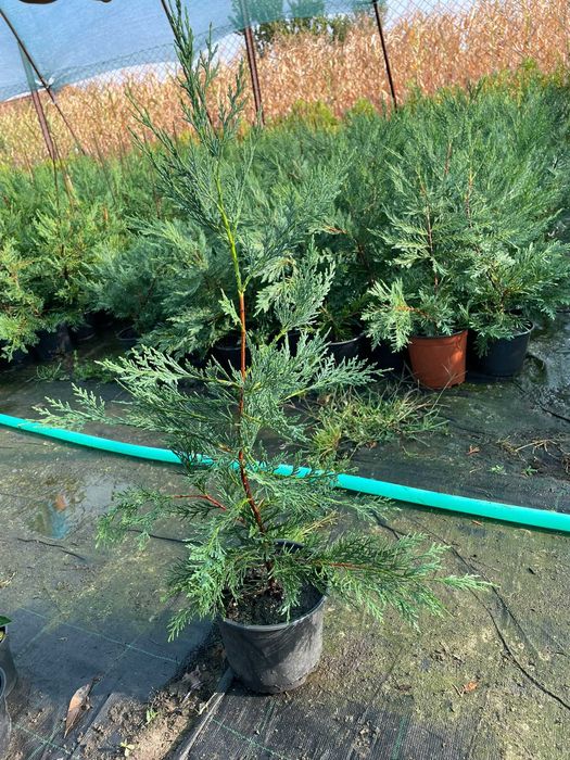 Super Oferta Photinia Red Robin&Leylandii gard viu BIHOR 50-60CM