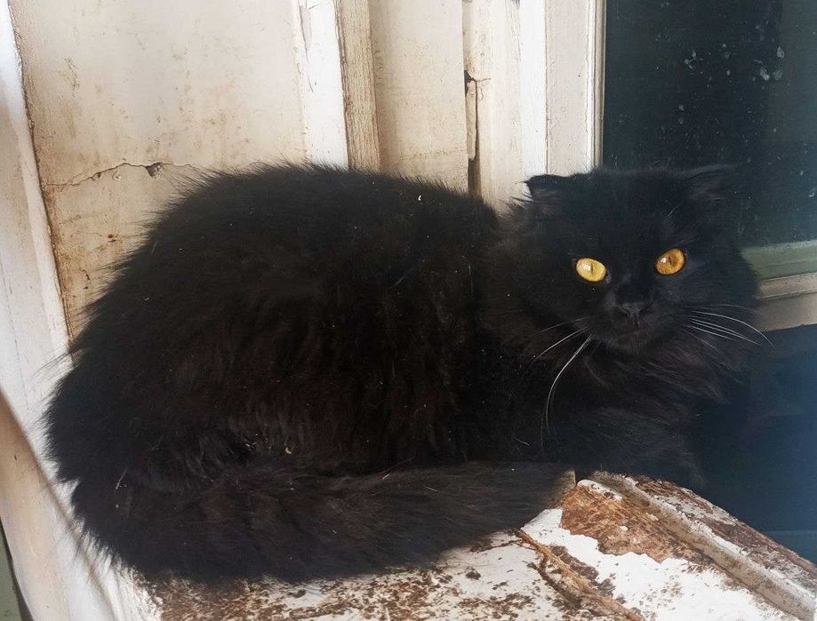 Домашние котята в добрые руки. Смотрите другие объявления автора.