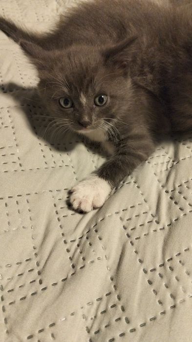 Отдам котят месячных