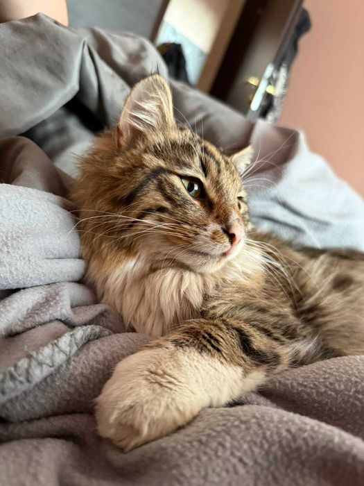 Дългокосмест прекрасник търси дом / може и приемен