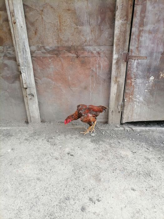 Продам дакана по