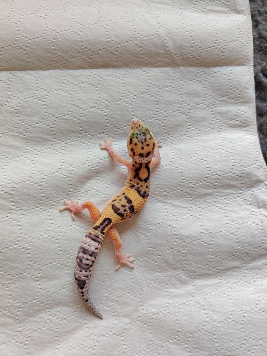 Șopârlă Gecko Leopard