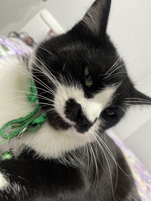 Вязка кота..ищем девушку)