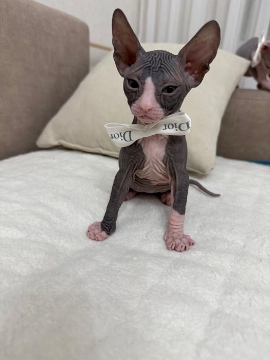 Донской сфинкс котёнок