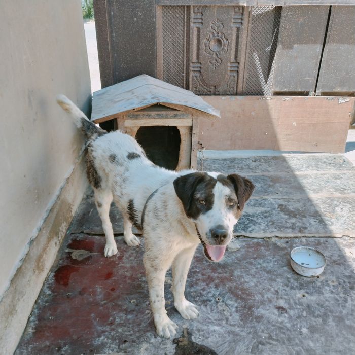 Алабай күшік 8 айлық