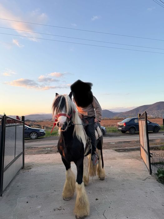 Armasar gypsy vanner pentru reproducere