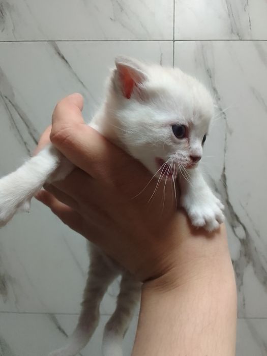 Отдам бесплатно британских веслаухих короткошерстных котят