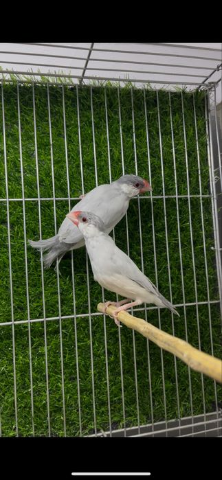 Амадин рисовый