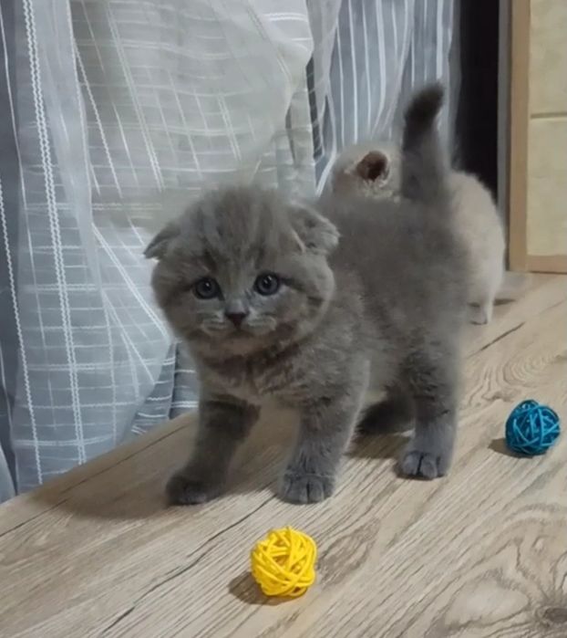 Продаются Шотландские котодетки