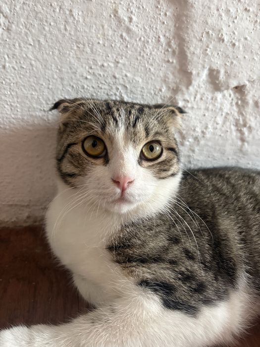 Продаётся сиамская кошка.