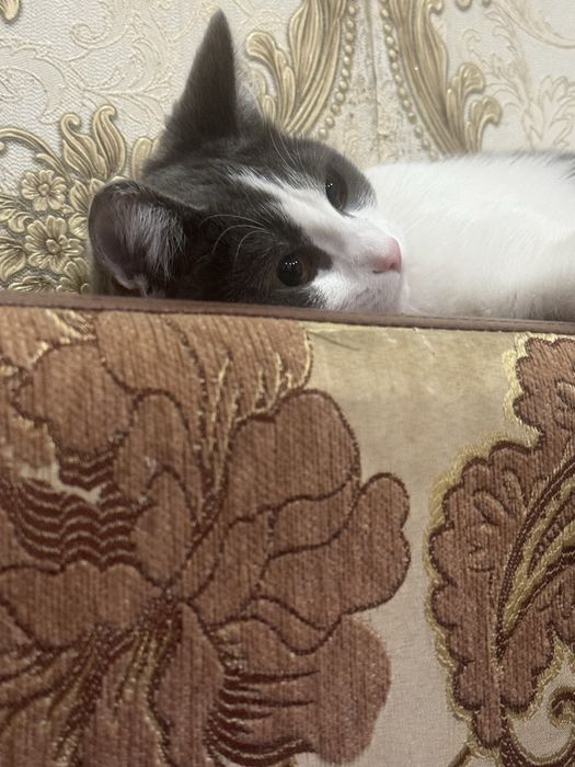 Отдам кошечку в добрые руки