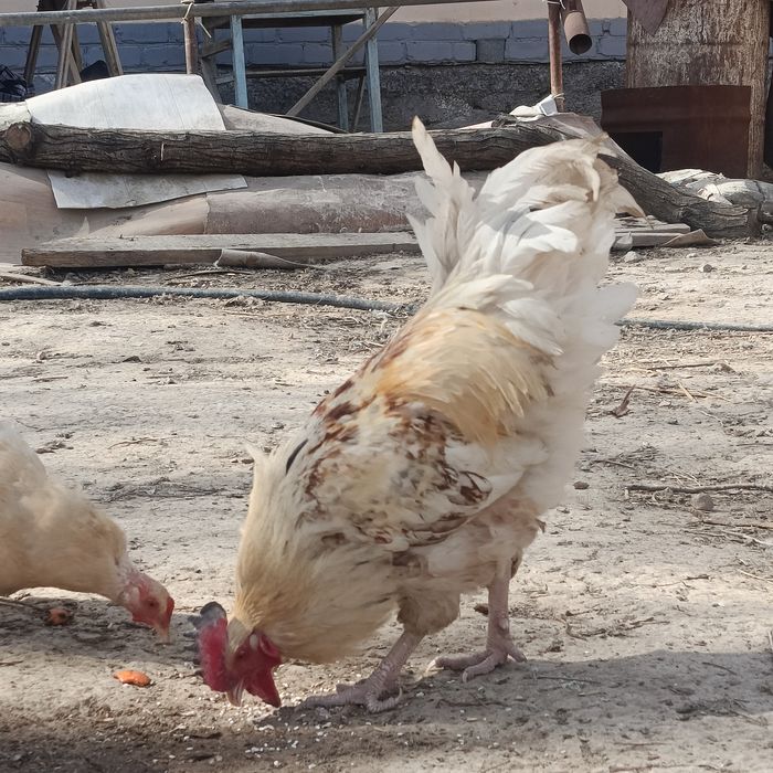 Кораздар сатылады!