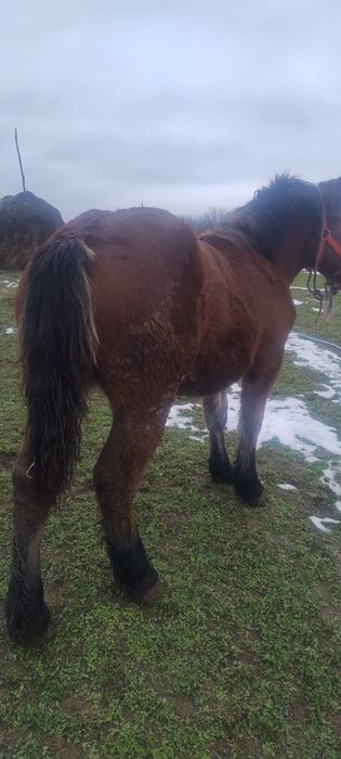 Vand o manza se trage din cai grei