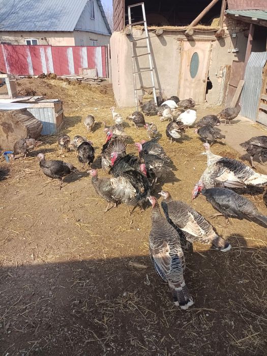 Үндіктер сатылады жақсы бағадан