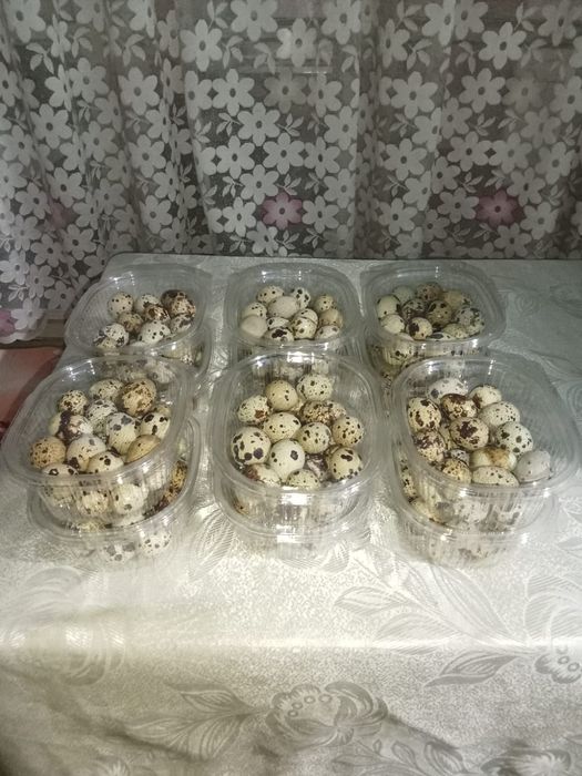 Боденены жумырткасы