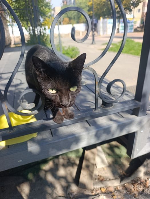 Кошка хорошая кличка Багира
