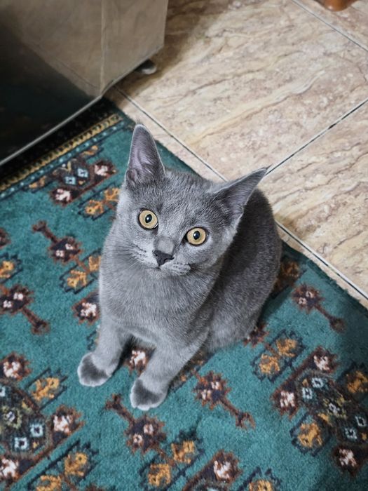 Кошки в хорошие руки