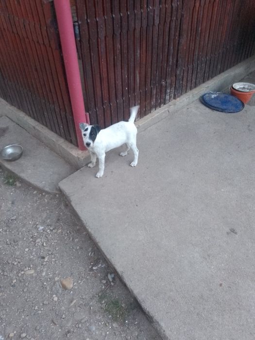 Jack Russel terrier