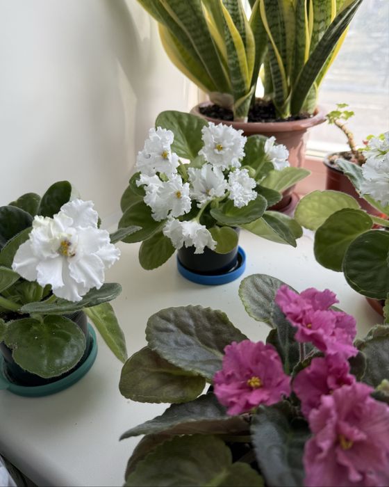 Продам цветущие фиалки 3000 тенге