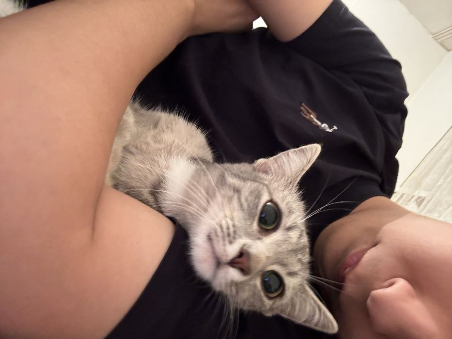 Отдам котёнка бесплатно!