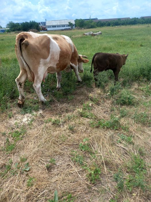 Vând vaca de 10 ani cu vițel august