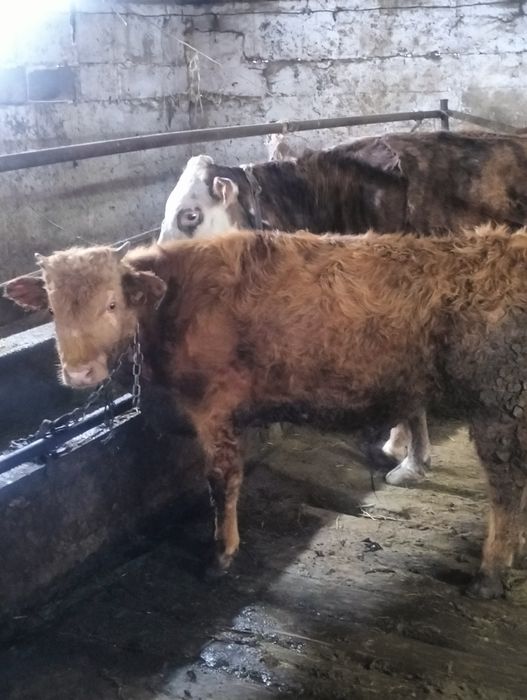 Сельхозживотное бык