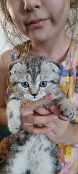 Мушукчалар Шиншила зотли