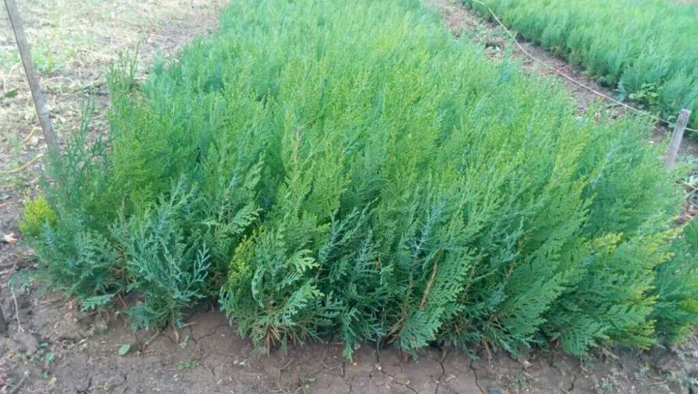 Туя източна разсад 0,80 лв