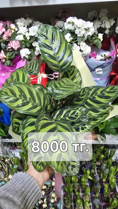 Калатея. Калатея разные сорта в наличии..