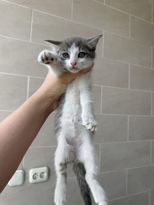 Отдам Котят девочки