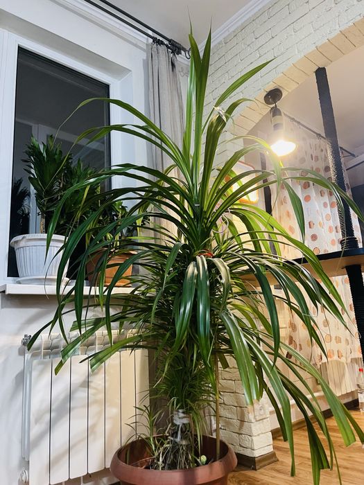 Пандаус огромный цветок