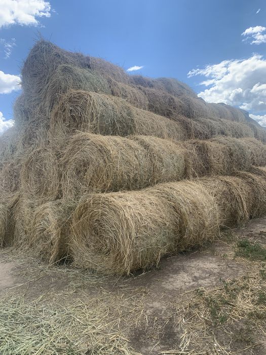 Продам сено суданки