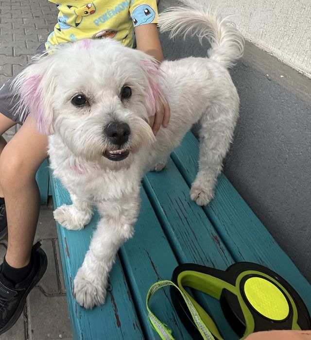 Bichon femelă, 1 an, caută familie iubitoare