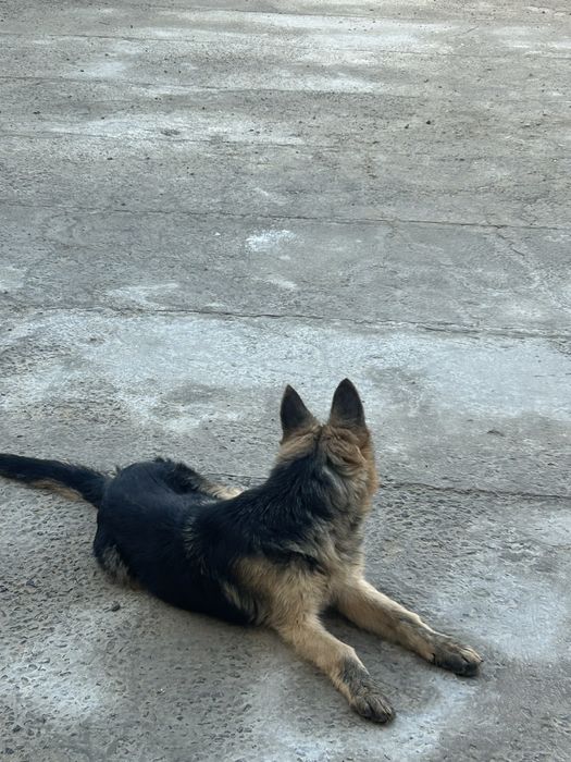 Авчарка кушык сатылады