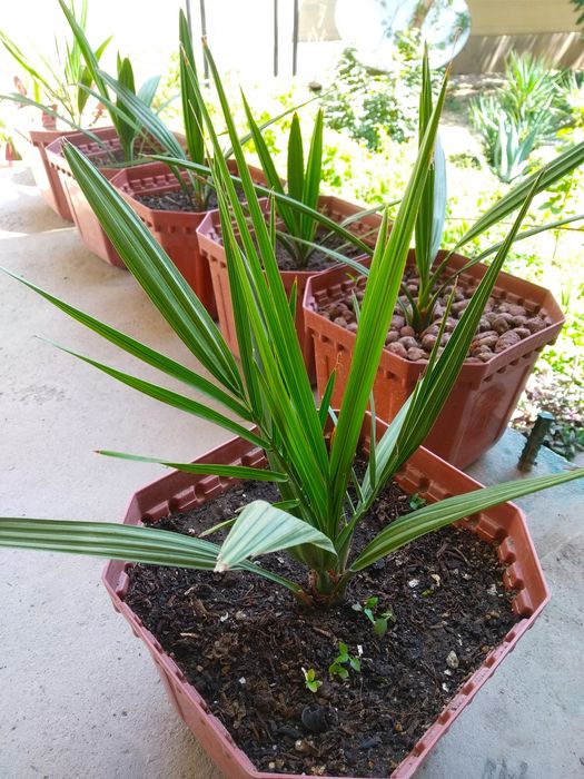 Финиковая пальма