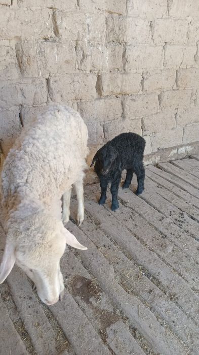 Қой сатылады қозысымен