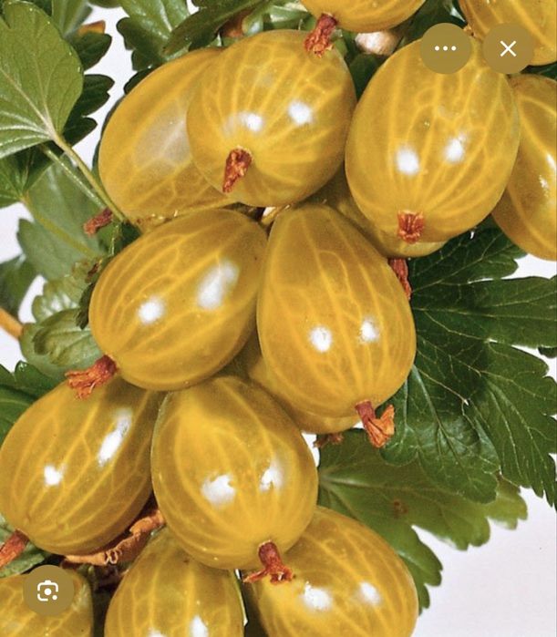 Слива деревом крупная сорт Стенли