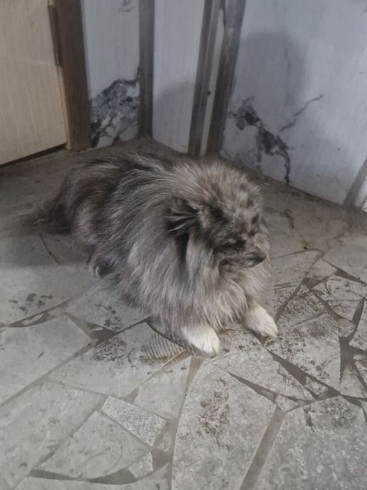 Срочно продаётся собака