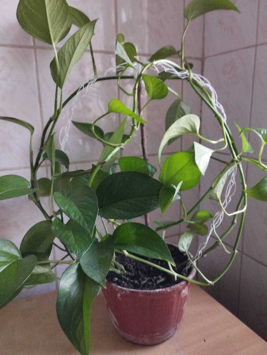 сциндапсус великолепный