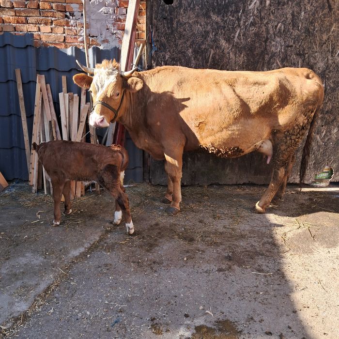 Vaca de vanzare..