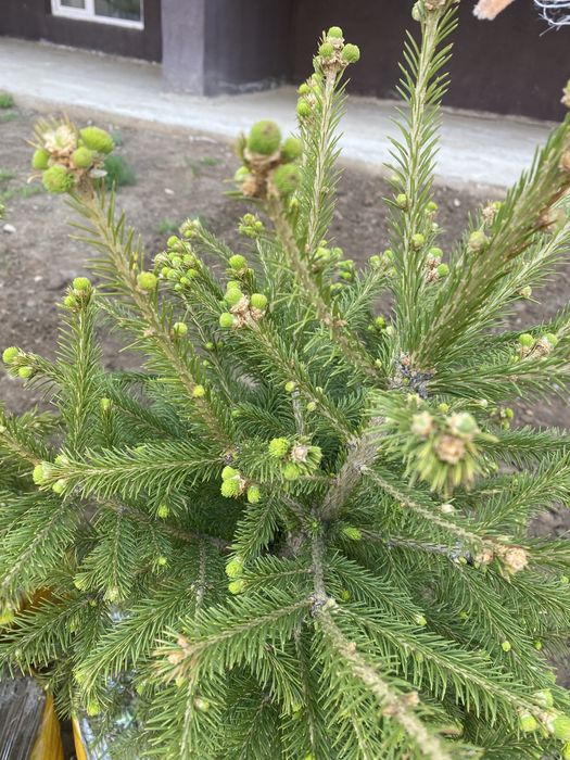 ель и сосны карагай с комом